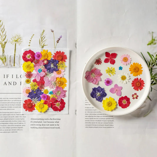 Hign Concerned Dried Flower Diy Pressed Specimens Decor