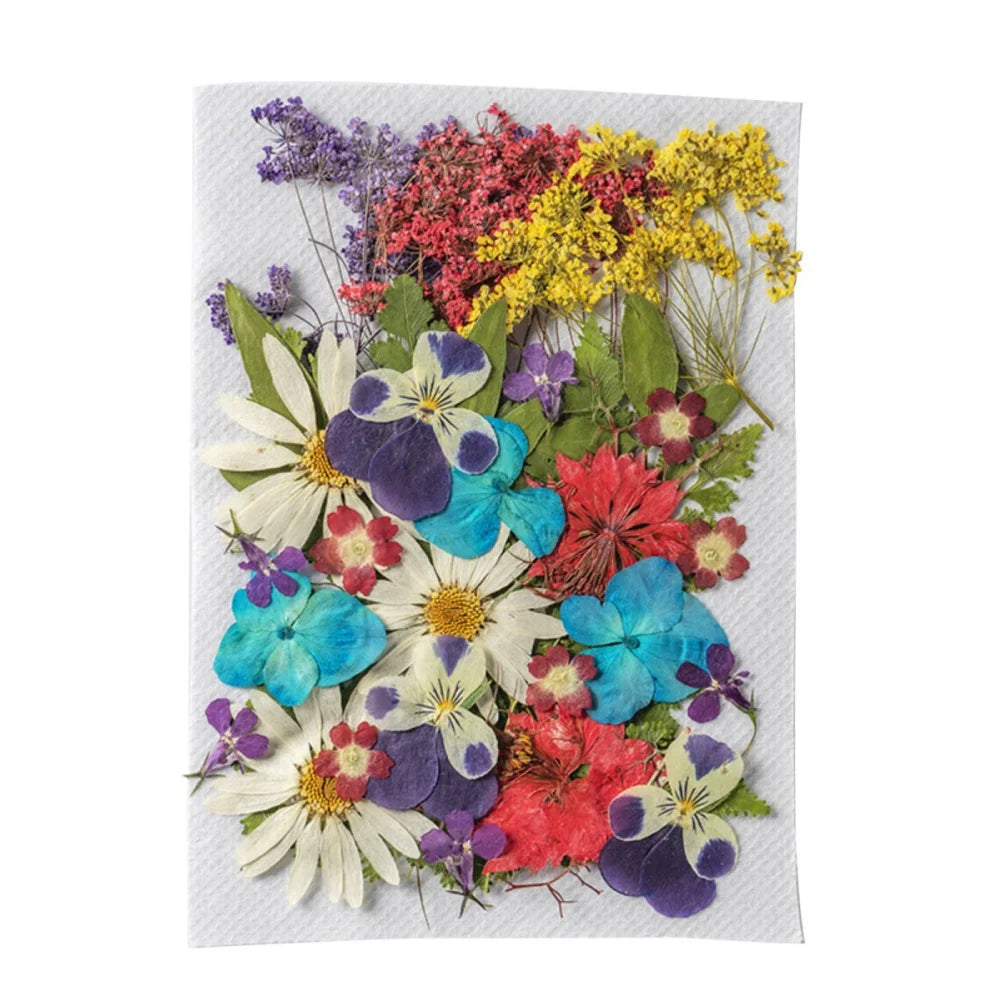 Hign Concerned Dried Flower Diy Pressed Specimens Decor