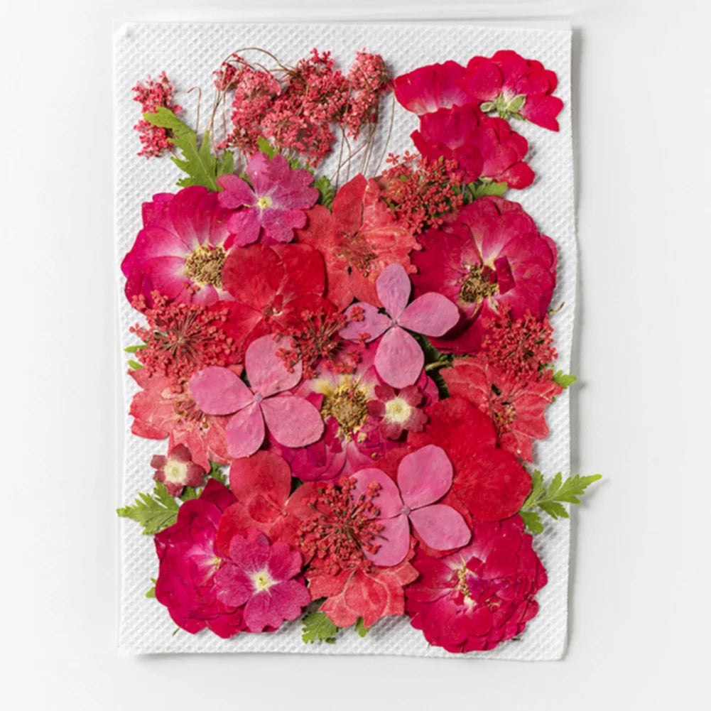 Hign Concerned Dried Flower Diy Pressed Specimens Decor