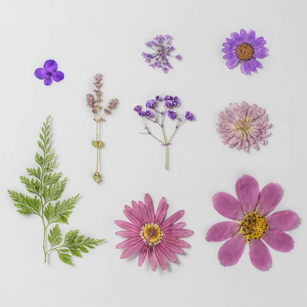 Hign Concerned Dried Flower Diy Pressed Specimens Decor