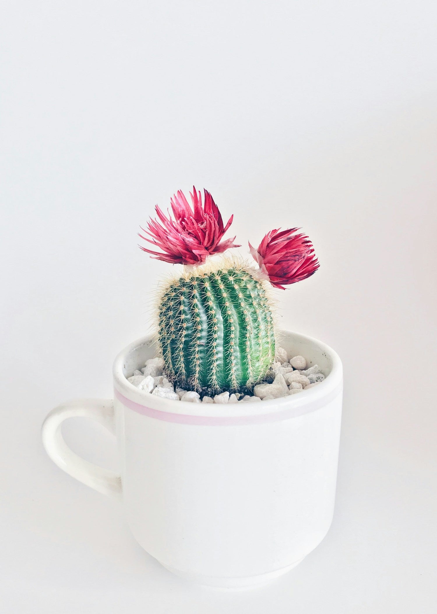 Floral Decor