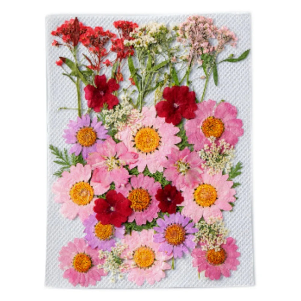 Hign Concerned Dried Flower Diy Pressed Specimens Decor