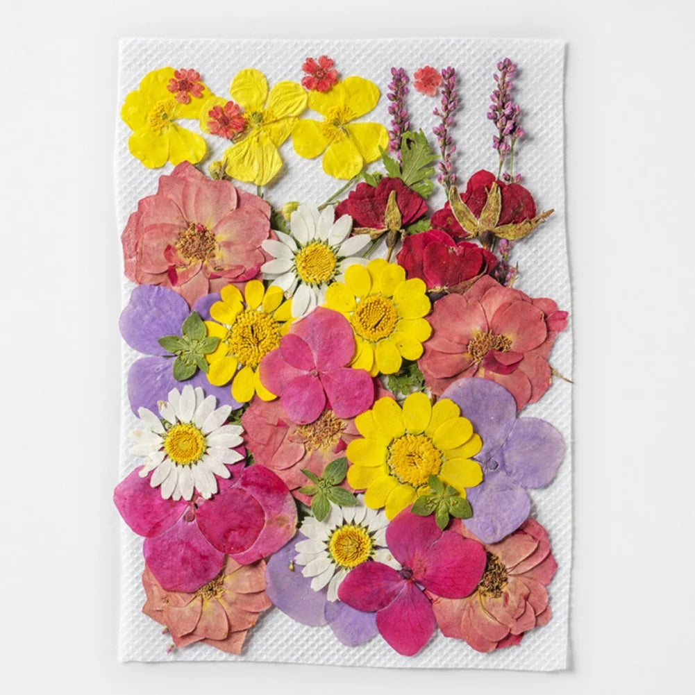 Hign Concerned Dried Flower Diy Pressed Specimens Decor