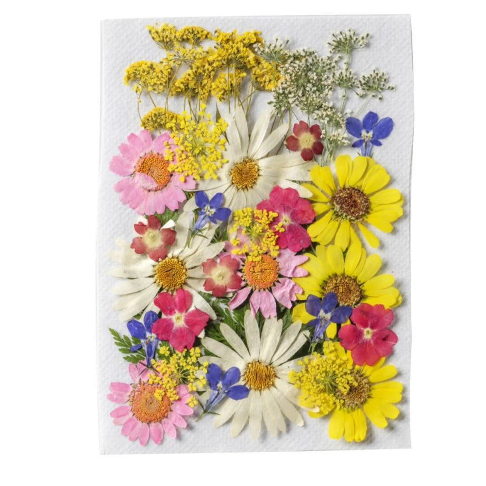 Hign Concerned Dried Flower Diy Pressed Specimens Decor