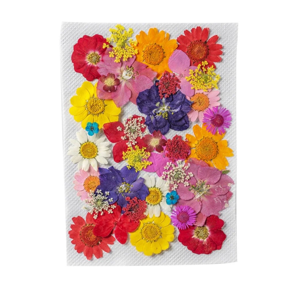 Hign Concerned Dried Flower Diy Pressed Specimens Decor