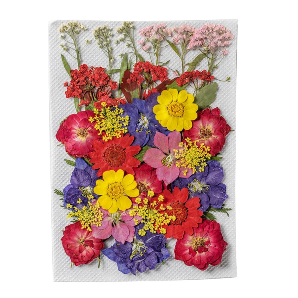 Hign Concerned Dried Flower Diy Pressed Specimens Decor