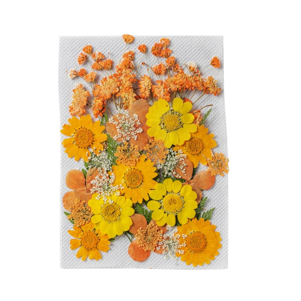 Hign Concerned Dried Flower Diy Pressed Specimens Decor