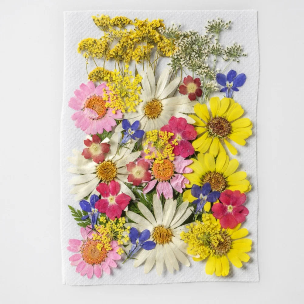 Hign Concerned Dried Flower Diy Pressed Specimens Decor