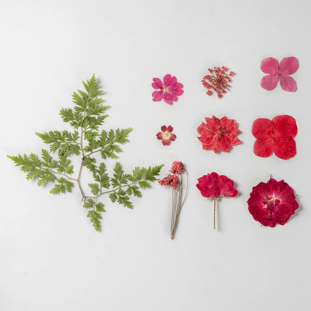 Hign Concerned Dried Flower Diy Pressed Specimens Decor